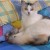 chiq17's icon