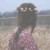 alyas's icon