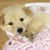 ``marshmellows's icon
