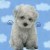 alwayssmilegirl's icon