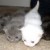 justdeb's icon