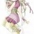 oOoLotus_FloweroOo's icon