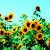 !florescent((:'s icon