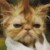 Merlioness's icon