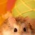 icykitten's icon