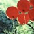 buttercrazy's icon
