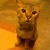 didishikin's icon