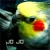 apricon's icon