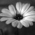 megan23's icon