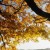 LIFERENT.'s icon