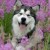 jelli jelli's icon