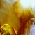 sweetest_addiction's icon
