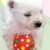 snowballamelia's icon