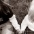 vivienshi's icon