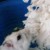 hamster gal's icon