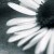 ♥Paradise's icon