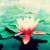 thy.ladylove's icon