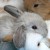 orange_kiwi's icon