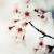 Shinodita's icon