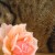 CatsandRoses's icon
