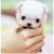 Theoneandonlygirl's icon