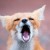 whatdhell's icon
