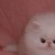 mini sidney's icon