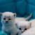 Lil Princess's icon