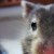 takcomel's icon