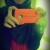 Amoy Swift's icon