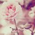 white orchidea.'s icon