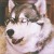 lostcase's icon